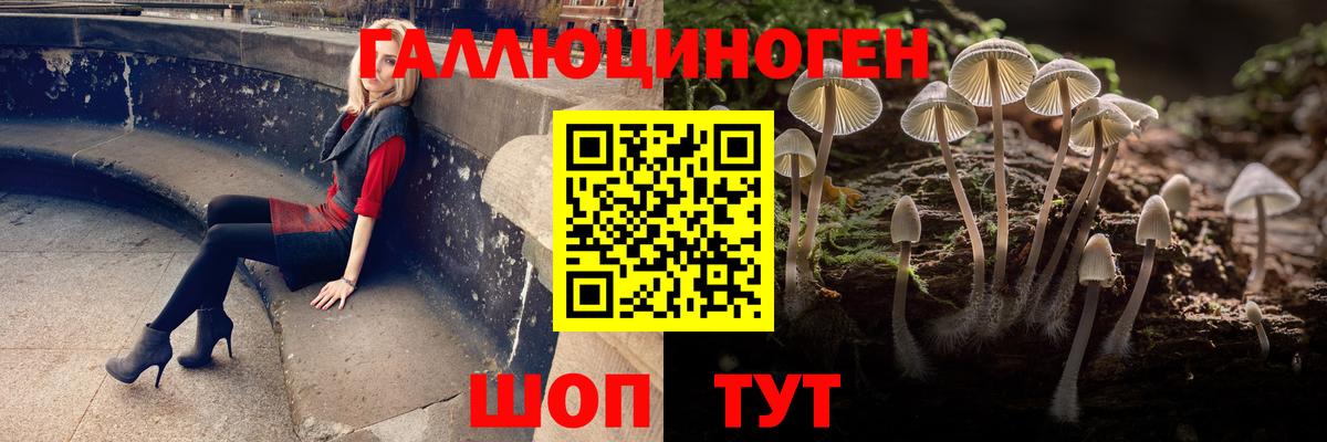 Галлюциногенные грибы Psilocybe Саратов